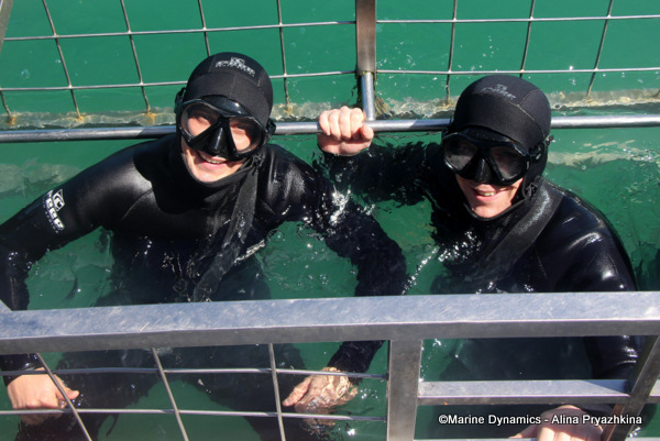 Shark cage divers, south africa